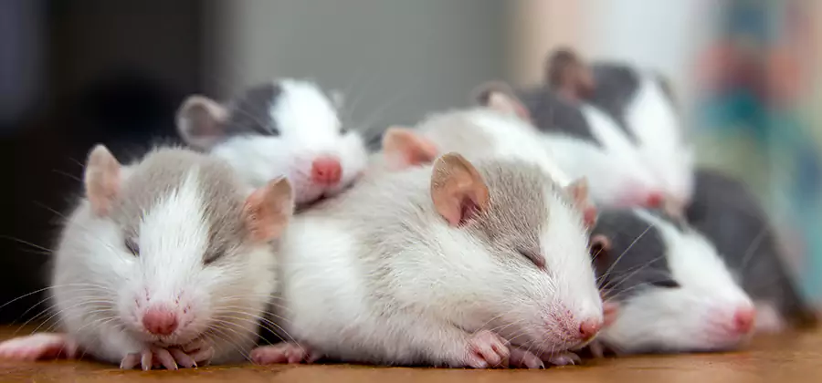 Rat Infestation Exclusion Service in Douglasville