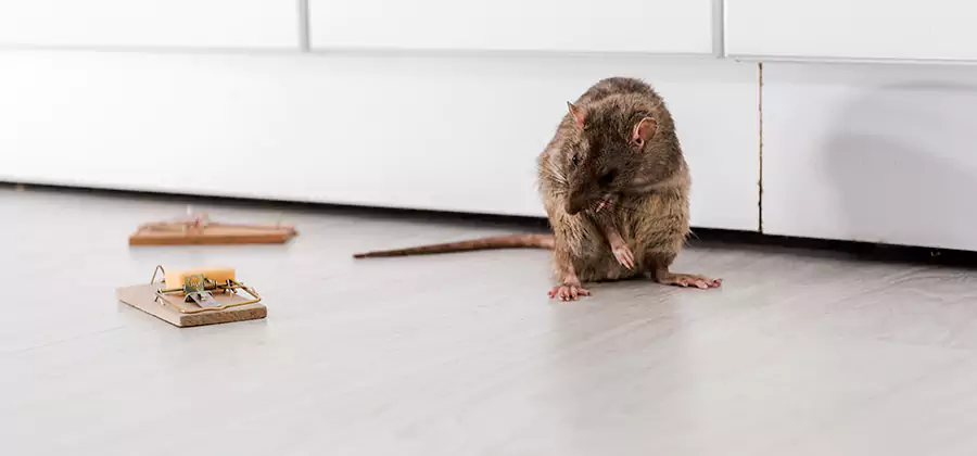 Rat Baiting Removal Service in Douglasville