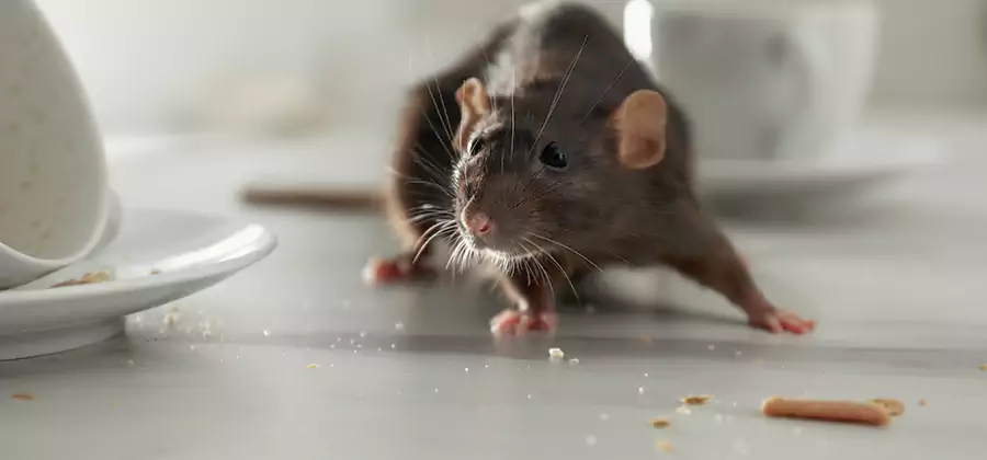 Attic Rat Exclusion Service in Douglasville