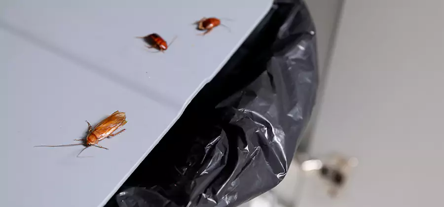 German Roach Pest Control in Douglasville
