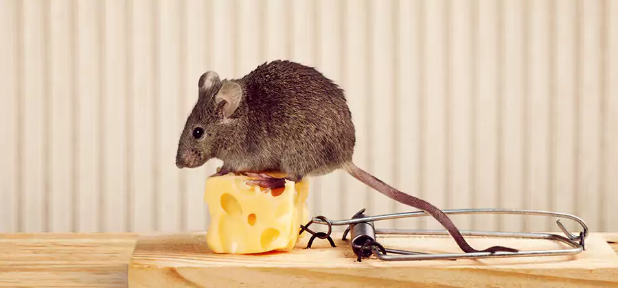 Commercial Rodent Exclusion Services in Douglasville