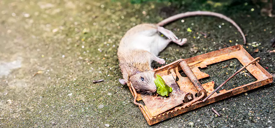 Rat Trapping in Douglasville