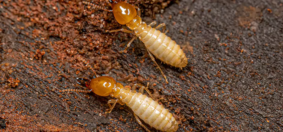Sentricon Residential Termite Control in Douglasville