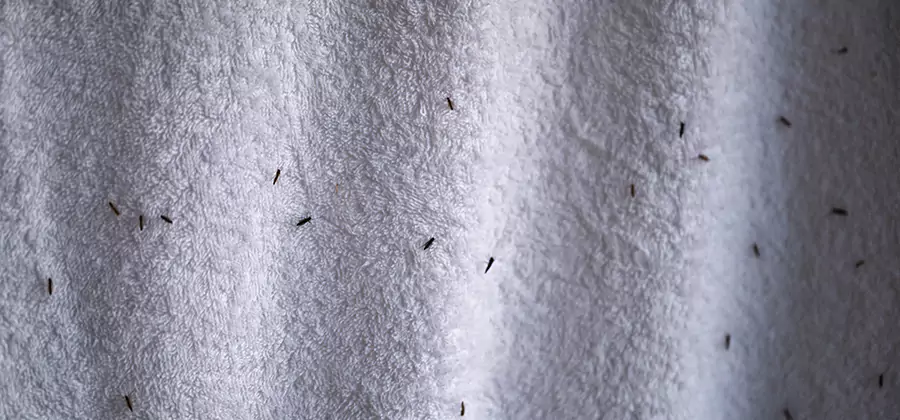 Small Black Ants in Bathroom Treatment in Douglasville