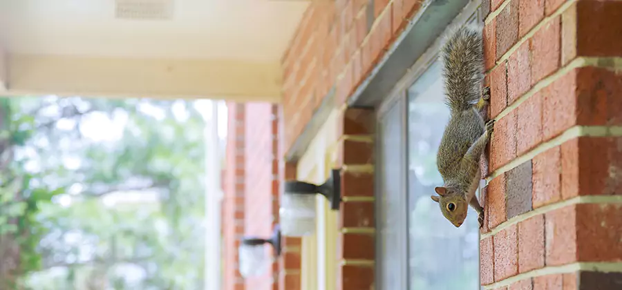 Squirrel Inside Walls Removal in Douglasville
