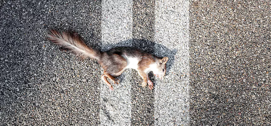 Dead Squirrel Removal in Douglasville