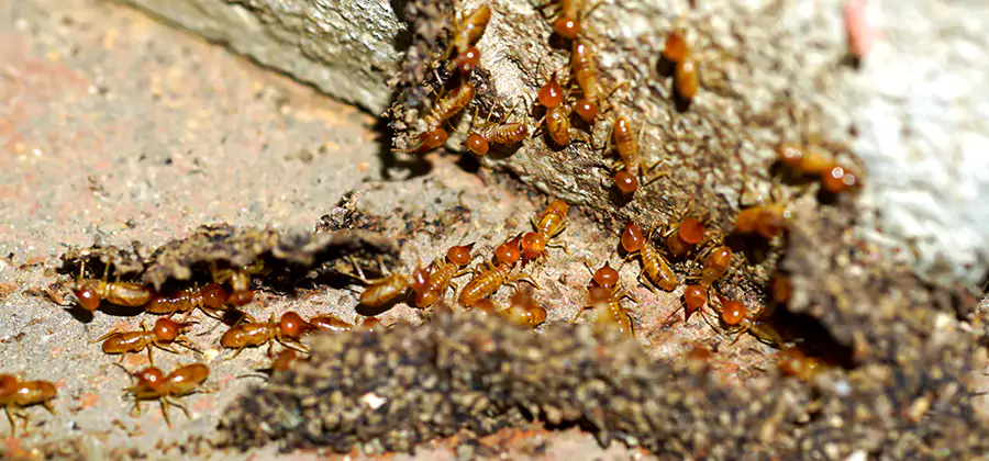 Wood Treatment and Localized Termite Solutions in Douglasville