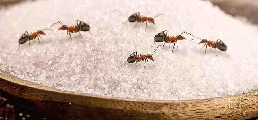 Indoor Sugar Ant Treatment in Douglasville