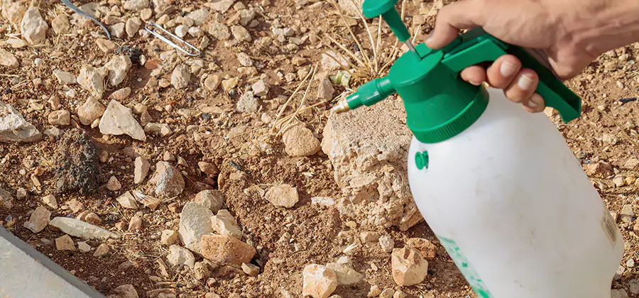 Heat Treatment Termite Cost in Douglasville