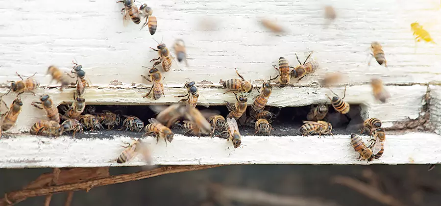 Residential Termite Fumigation in Douglasville