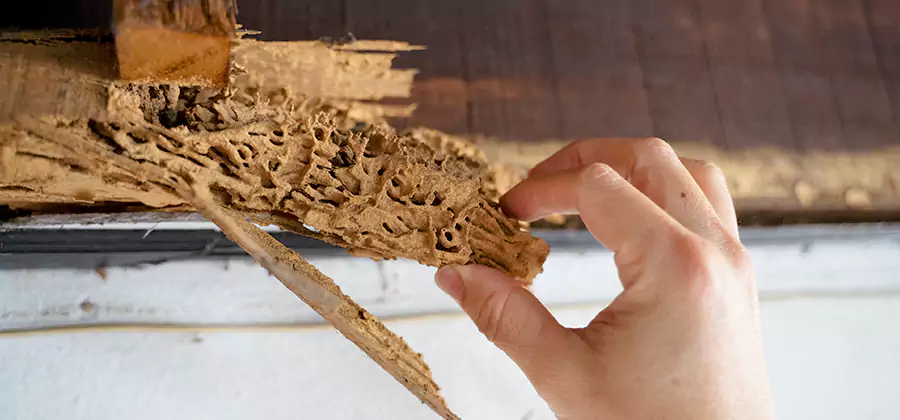 Pre-Purchase Termite Inspection in Douglasville