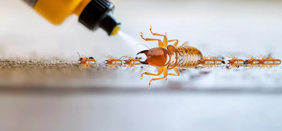 Foundation Termite Spraying Control in Douglasville