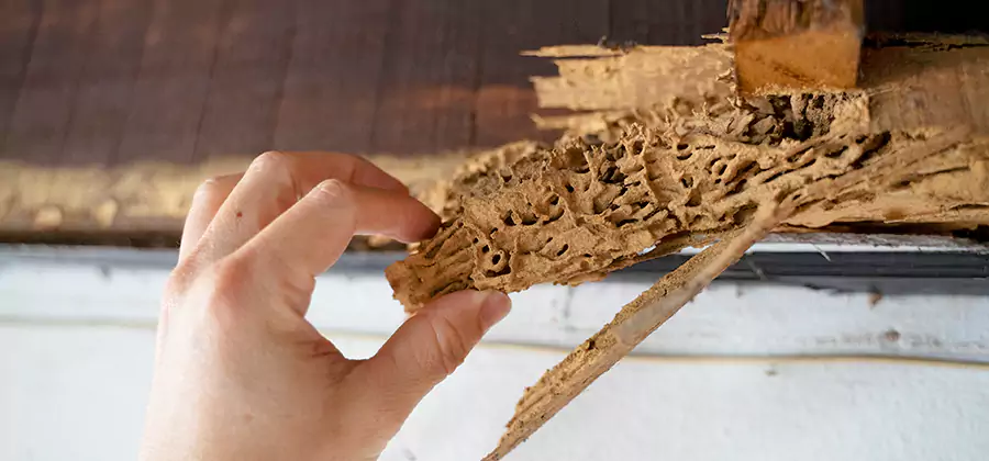 Pre-Construction Termite Treatment in Douglasville