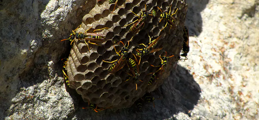 Wasp Nest in Tree Removal Douglasville