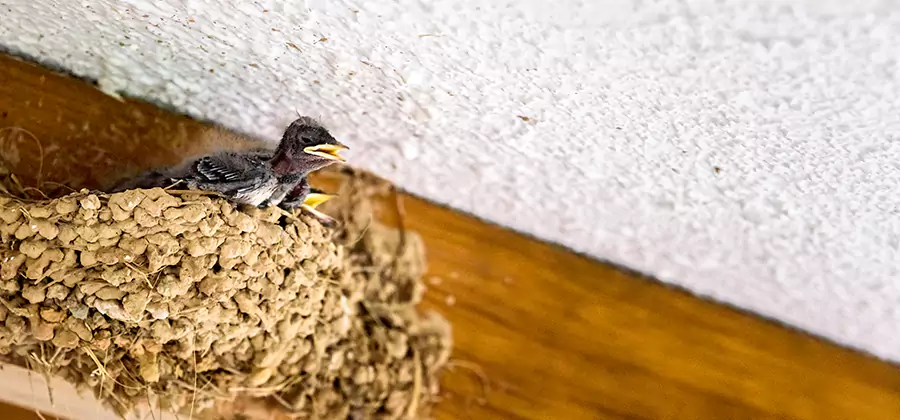 Bird Removal From House in Douglasville