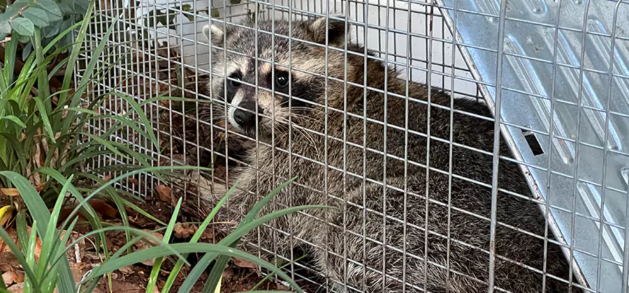 Wildlife Relocation Services in Douglasville