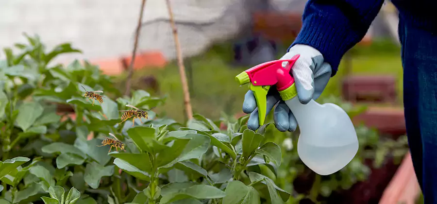Yellow Jacket Pest Removal for Commercial Properties in Douglasville
