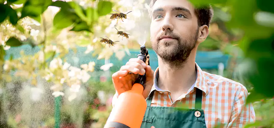 Yellow Jacket Wasp Removal in Douglasville