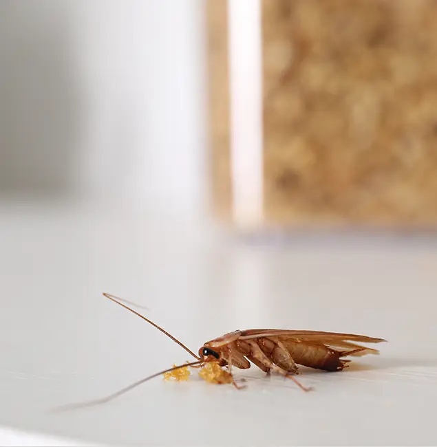 Why Douglasville Pest Control Pro Stands Out in Douglasville, GA?