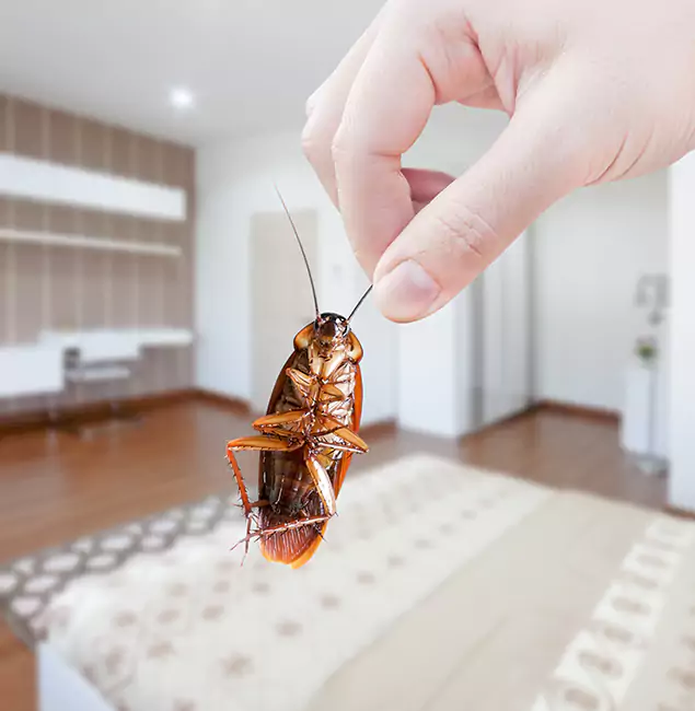 Why Douglasville Pest Control Pro Stand Out for Bed Bug Fumigation in Douglasville, GA?