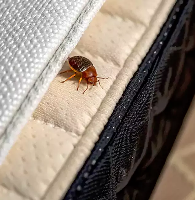Why Choose Douglasville Pest Control Pro for Bed Bug Treatment at Home in Douglasville, GA?