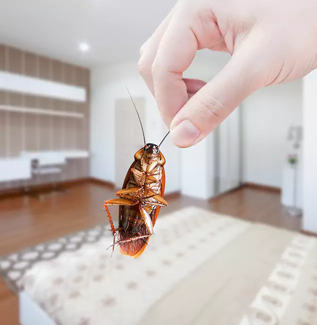 Why Douglasville Pest Control Pro Stand Out For Bed Bug Inspection in Douglasville, GA?