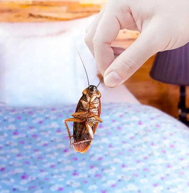 Why Choose Douglasville Pest Control Pro for Bed Bug Treatment in Douglasville, GA?