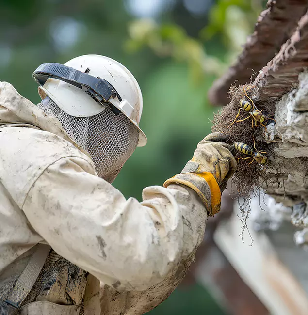 Why Douglasville Property Owners Choose Douglasville Pest Control Pro for Bee Exterminator?