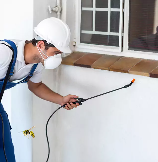 Why Douglasville Property Owners Choose Douglasville Pest Control Pro for Bee Nest Removal?