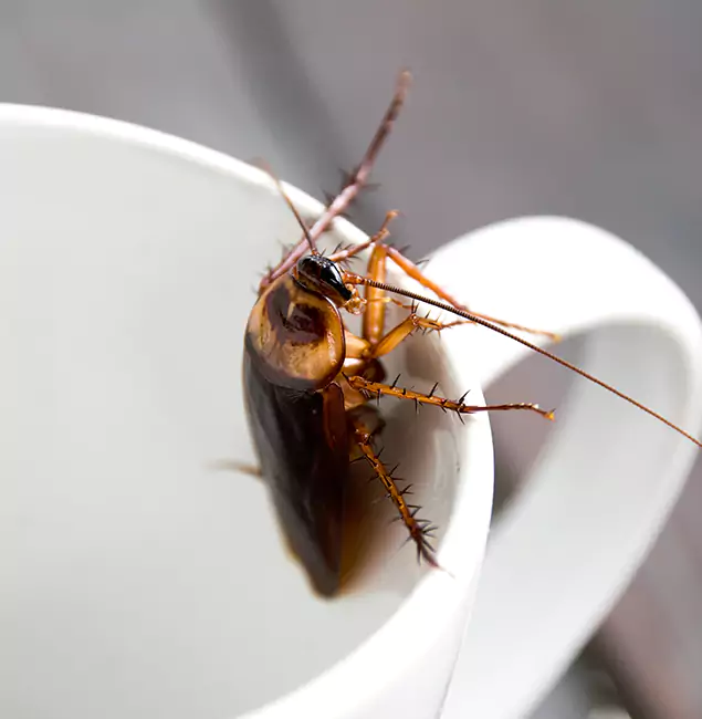 Why Douglasville, GA Residents Trust Douglasville Pest Control Pro for Cockroach Fumigation?