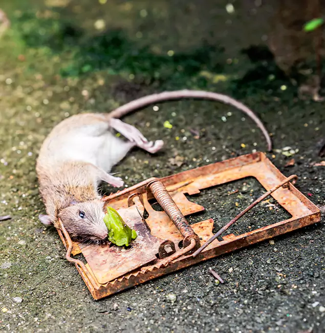 Why Douglasville, GA Homeowners Trust Douglasville Pest Control Pro for Rodent Removal?