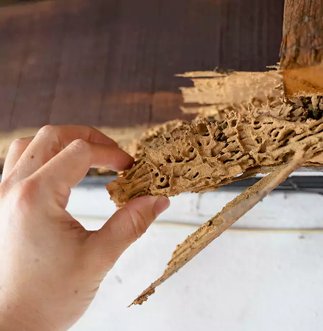 Why Choose Douglasville Pest Control Pro in Douglasville, GA?