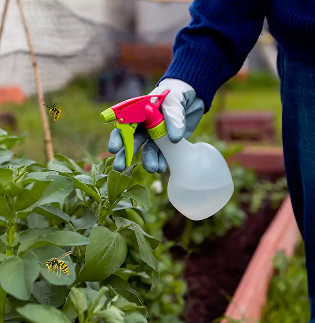 Why Douglasville Homeowners Choose Douglasville Pest Control Pro for Honey Bee Removal?