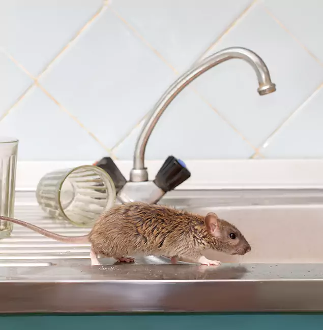 Why Douglasville, GA Trusts Douglasville Pest Control Pro for Humane Rodent Control?