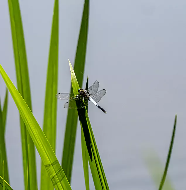 Why Douglasville Families Trust Douglasville Pest Control Pro for Mosquito Prevention?