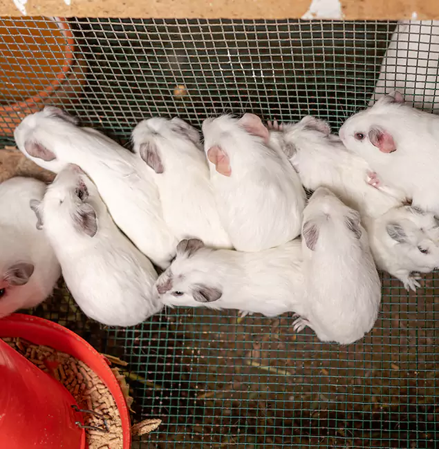 Why Douglasville Pest Control Pro Is the Trusted Choice in Douglasville, GA?