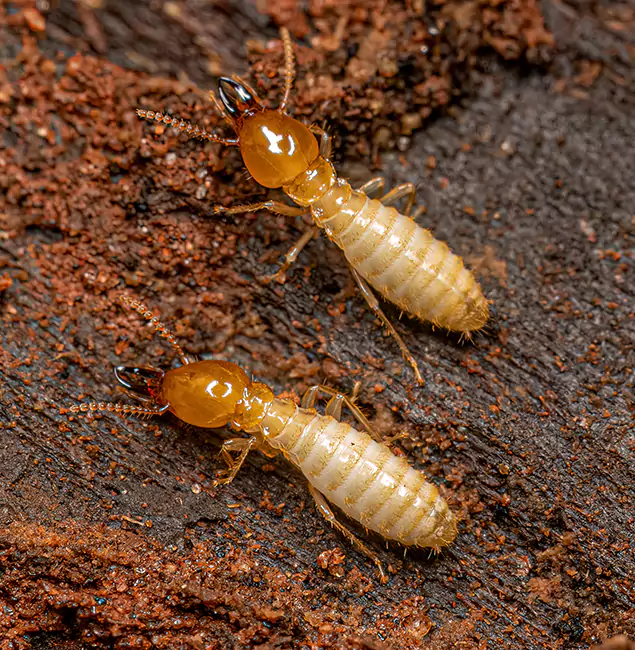 Why Choose Douglasville Pest Control Pro for Termite Treatment Without Tenting in Douglasville, GA?