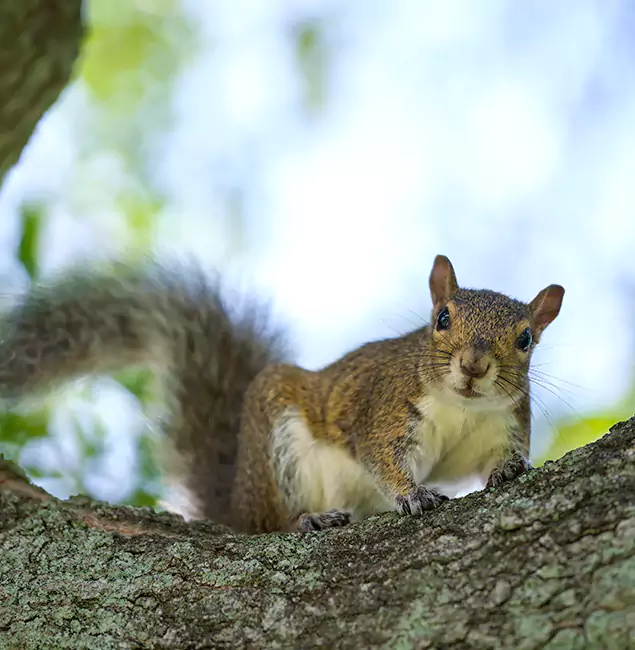 Why Douglasville, GA Relies on Douglasville Pest Control Pro for Squirrel Pest Control?