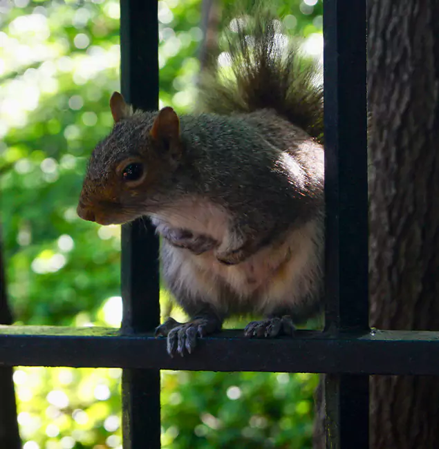 Why Douglasville, GA Chooses Douglasville Pest Control Pro for Squirrel Removal?