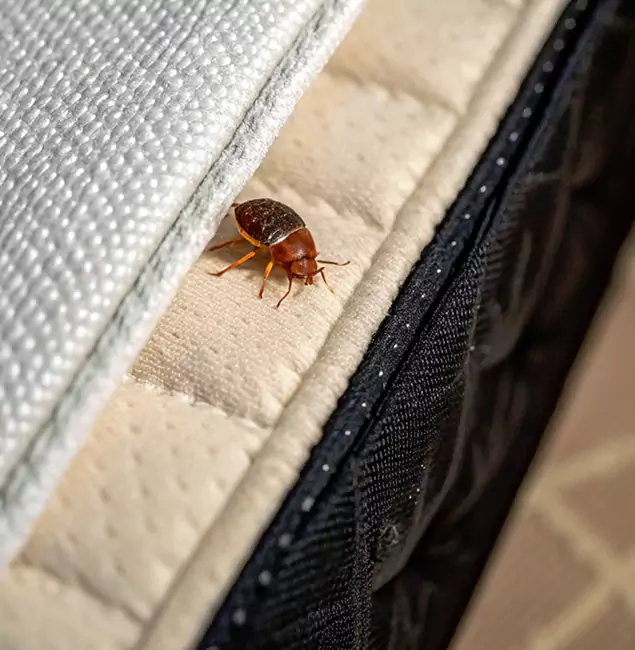 Why Douglasville Homeowners Trust Douglasville Pest Control Pro for Tick Treatment?