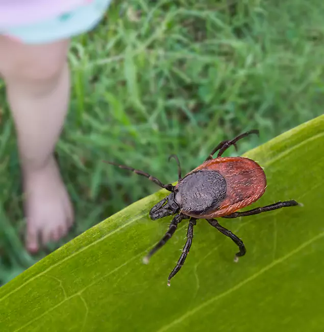 Why Douglasville Homeowners Choose Douglasville Pest Control Pro for Tick Extermination?