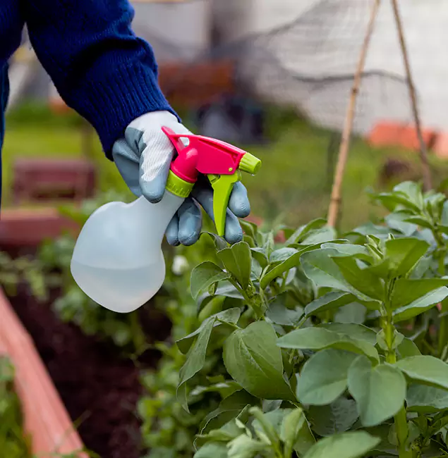 Why Douglasville Relies on Douglasville Pest Control Pro for Wasp Control Services?