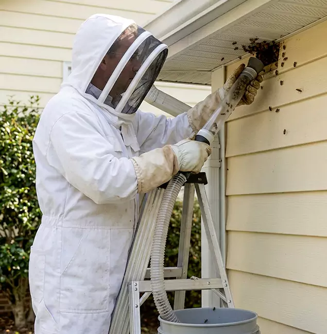 Why Douglasville Trusts Douglasville Pest Control Pro for Wasp Control?