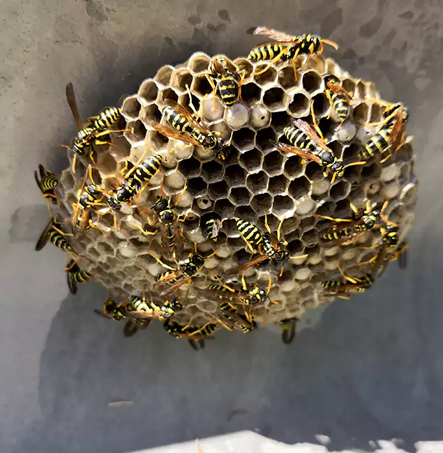 Why Douglasville Chooses Douglasville Pest Control Pro for Wasp Control Services?