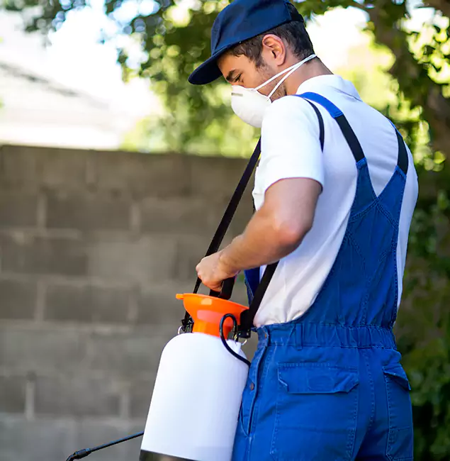 Why Douglasville Pest Control Pro Is the Right Choice for Yellow Jacket Removal in Douglasville, GA?