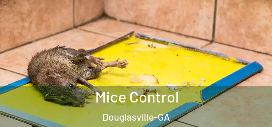 Mice Control Douglasville-GA