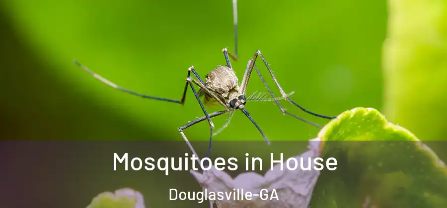 Mosquitoes in House Douglasville-GA