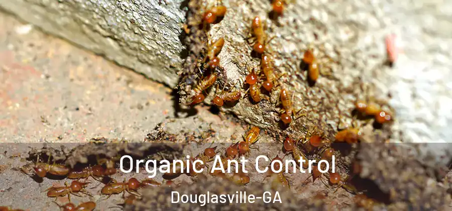 Organic Ant Control Douglasville-GA