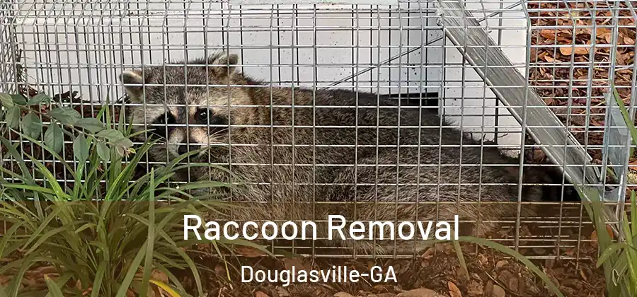  Raccoon Removal Douglasville-GA