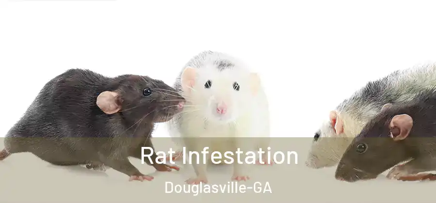  Rat Infestation Douglasville-GA